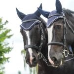 What Your Horse’s Ear Bonnet Says About You (According to Your Barn Friends)