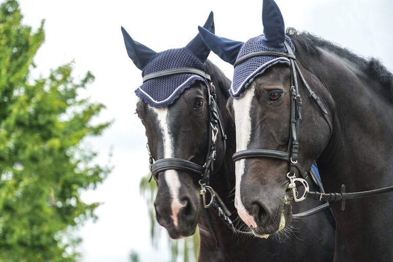 two horses wearing ear bonnets