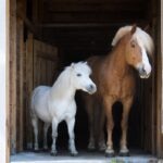 Why Are Horses Measured in Hands?