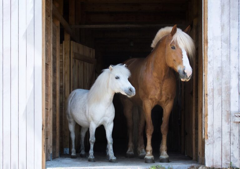 A horse and pony standing side by side