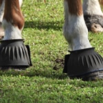 Bell Boots for Horses: How To Tell If Your Horse Needs Them