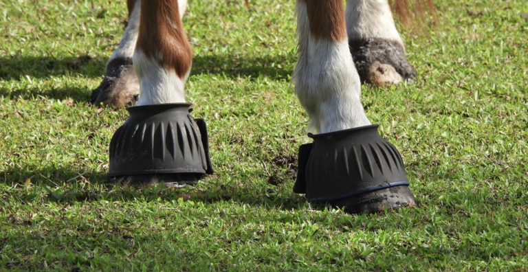 Horse wearing bell boots