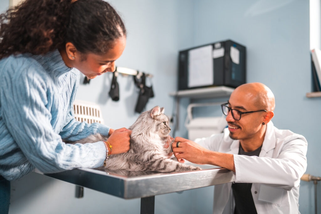 stroke in cats; a cat is examined at the vet.