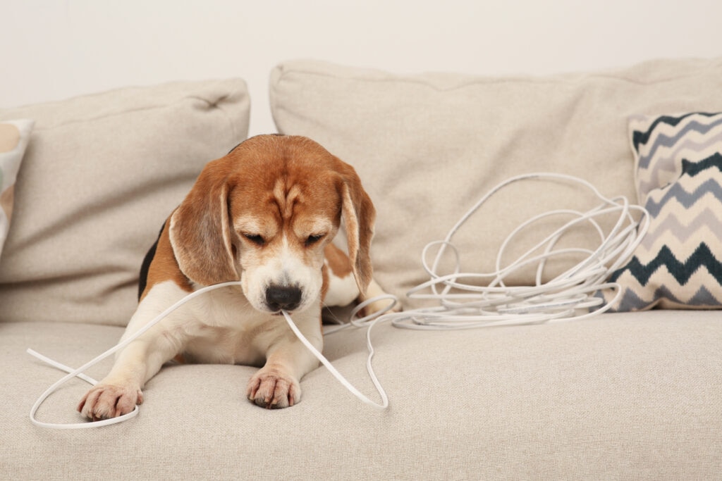 electrocution in dogs; a dog chews on a wire.