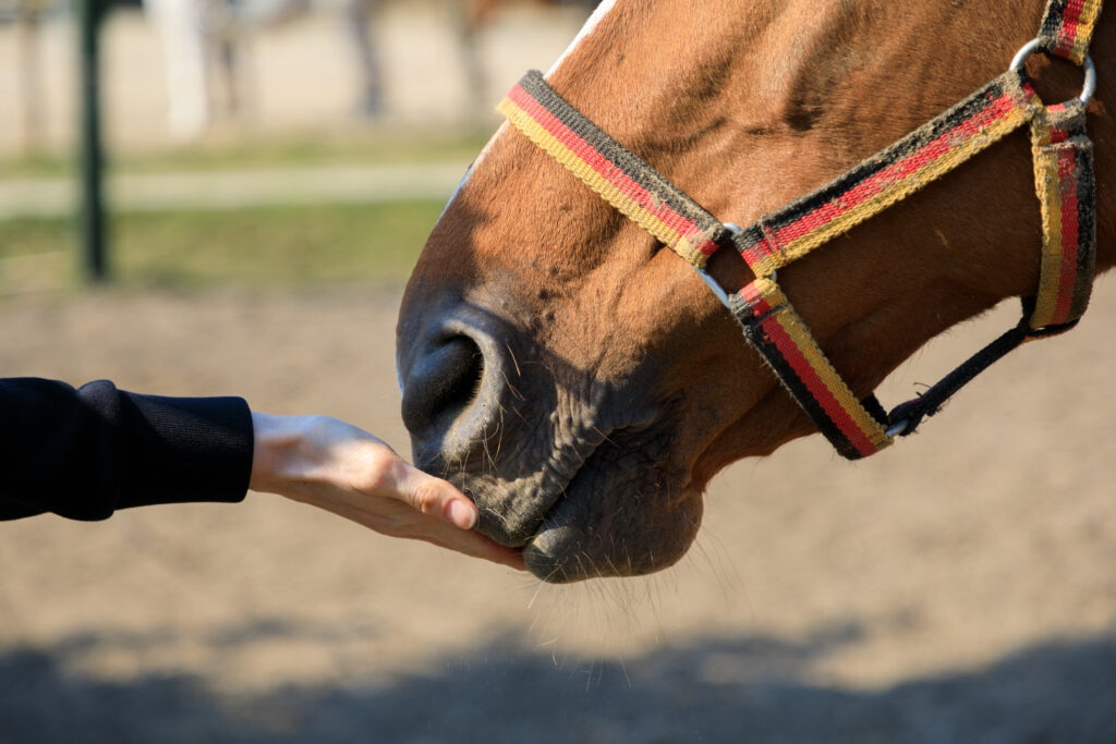 Feeding a horse a treat