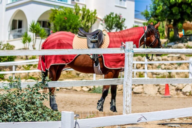 Horse wearing red scrim sheet