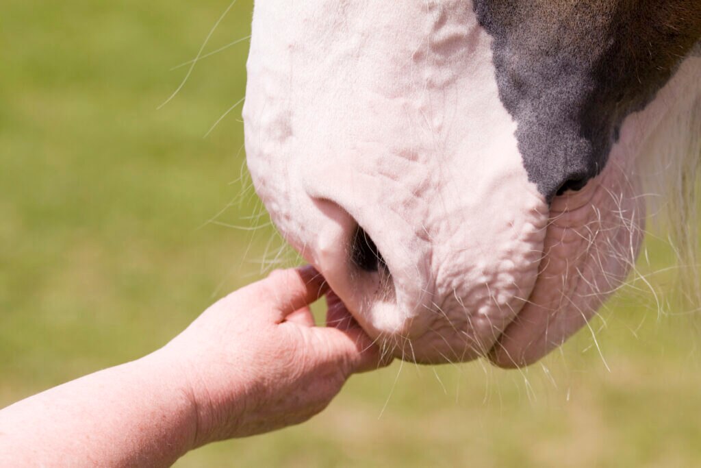 hand petting pink horse nose