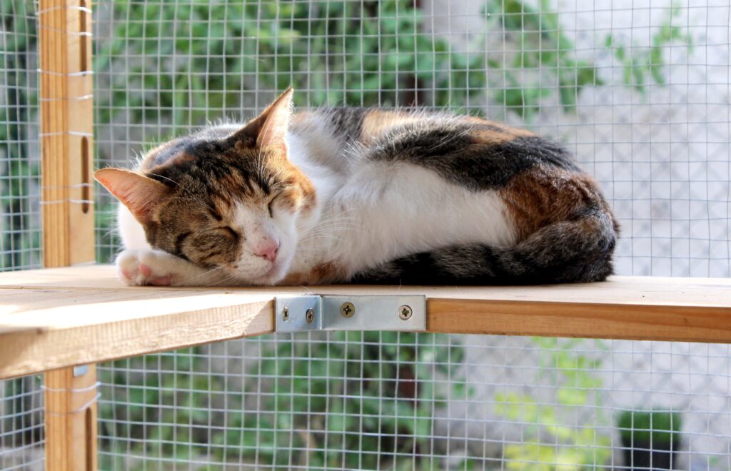 calico cat curled up in a catio