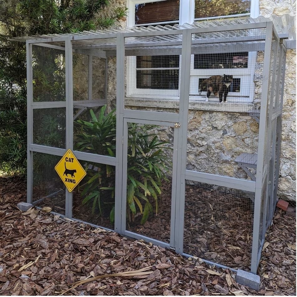 a tortoiseshell cat in a catio