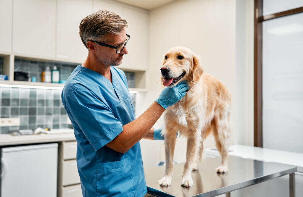 Horner’s syndrome in dogs; a veterinarian examines a Golden Retriever.