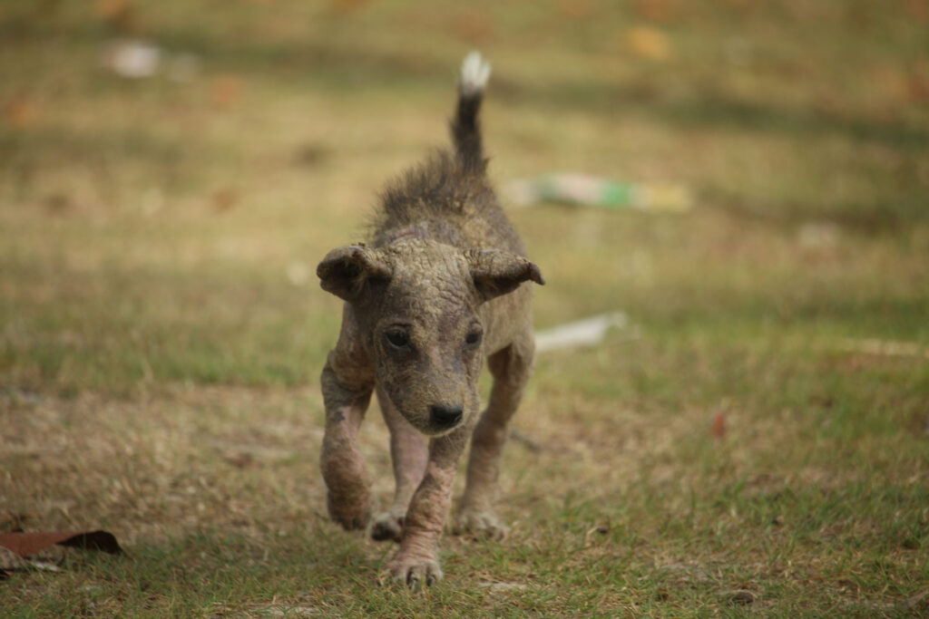 sarcoptic mange in dogs; a puppy with mange.
