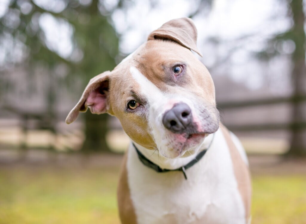Pit Bull Terrier tilts his head at the camera