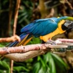 How To Tell If Your Macaw Is Male or Female