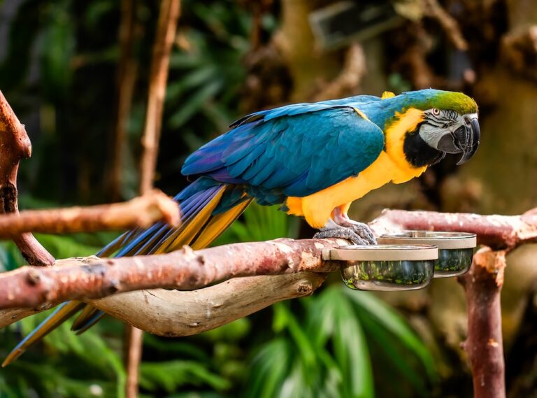 blue and yellow macaw perched on a branch