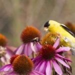 Do Birds Eat Flowers?