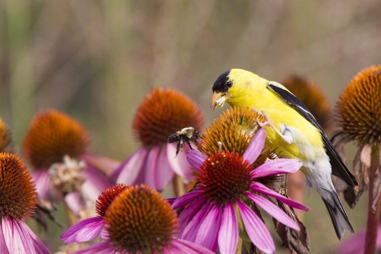 Yellow bird eating a flower outside
