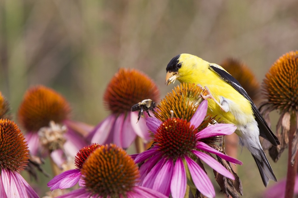 Yellow bird eating a flower outside