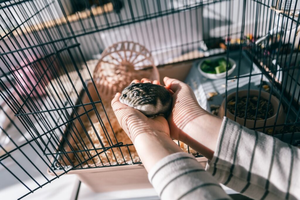 A gray hamster is held beside his cage. Learn if hamsters can get colds.