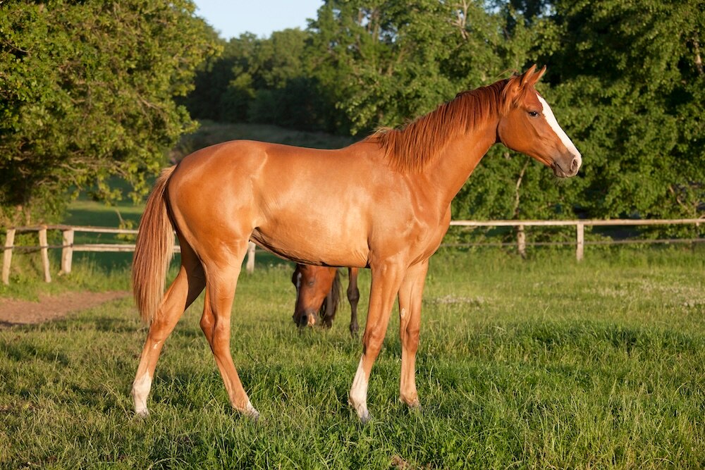 Yearling chestnut filly in pasture