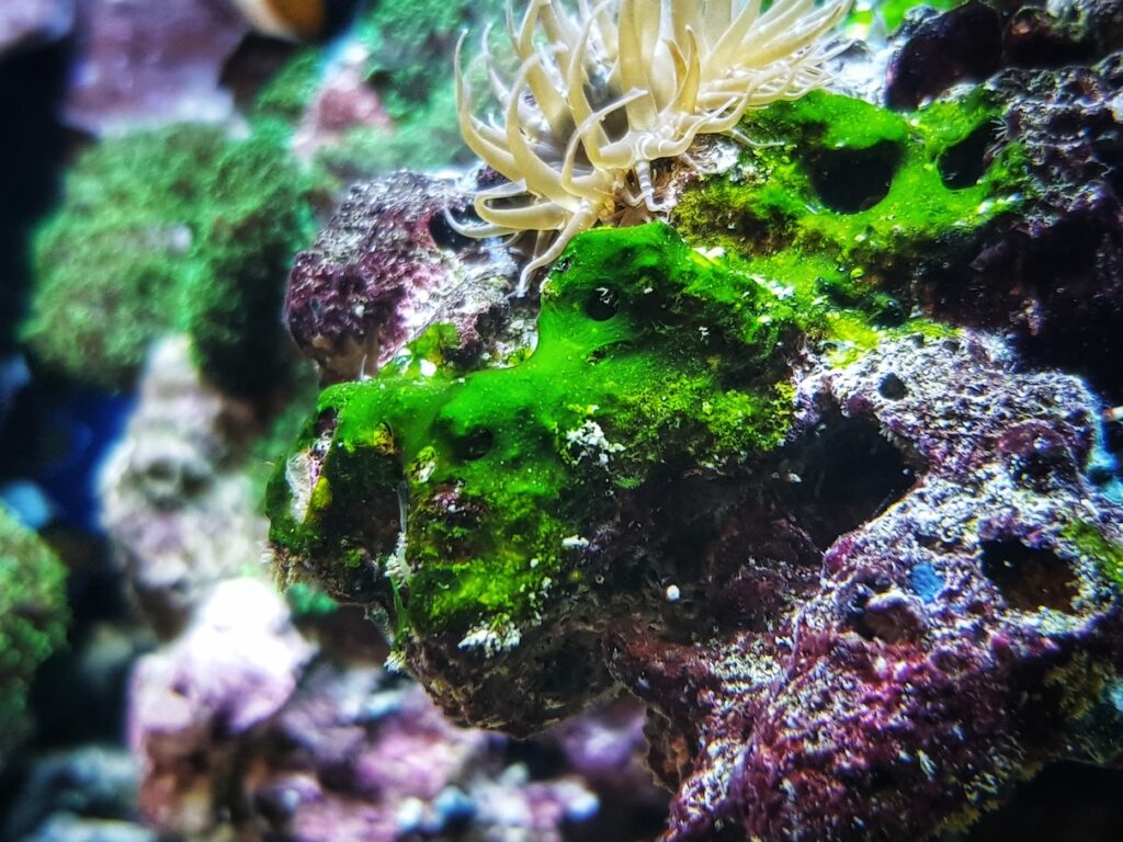 Green cyanobacteria on a rock in a reef aquarium tank.