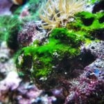 Cyanobacteria in Aquariums: Causes, Treatment, and Prevention
