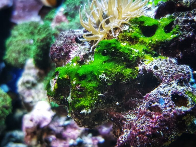 Green cyanobacteria on a rock in a reef aquarium tank.