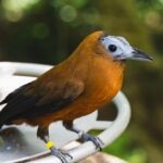 What Do Bird Leg Bands Tell Us?