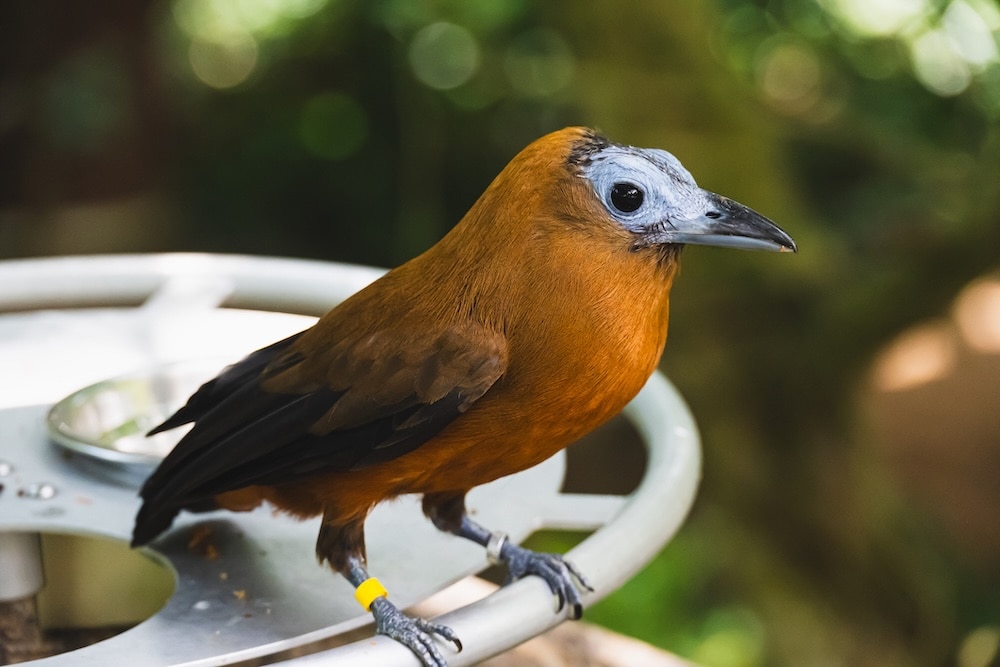 Tropical bird wearing two leg bands