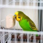 Do Birds Sneeze?