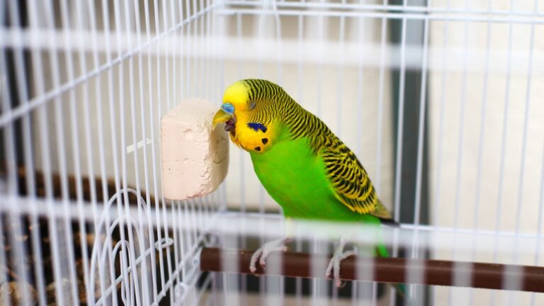 Budgie sneezing inside cage