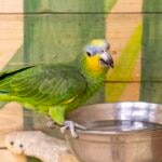 How To Keep Your Bird’s Water Clean and Safe