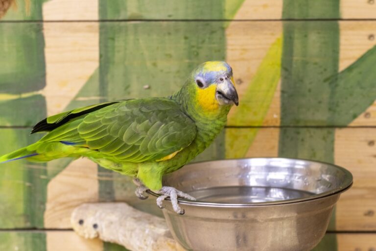Green parrot drinking out of water bowl