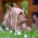6 Australian Dog Breeds to Love