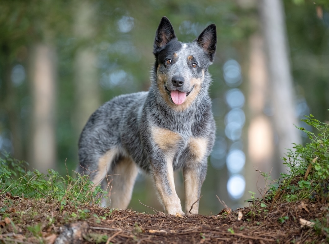 Australian Cattle Dog carrying a red ball across a grassy field