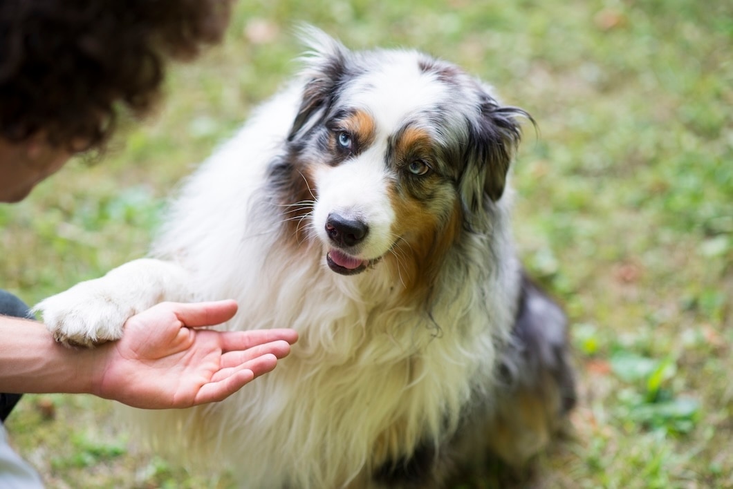 Australian Shepherd learning to shake paws outdoors