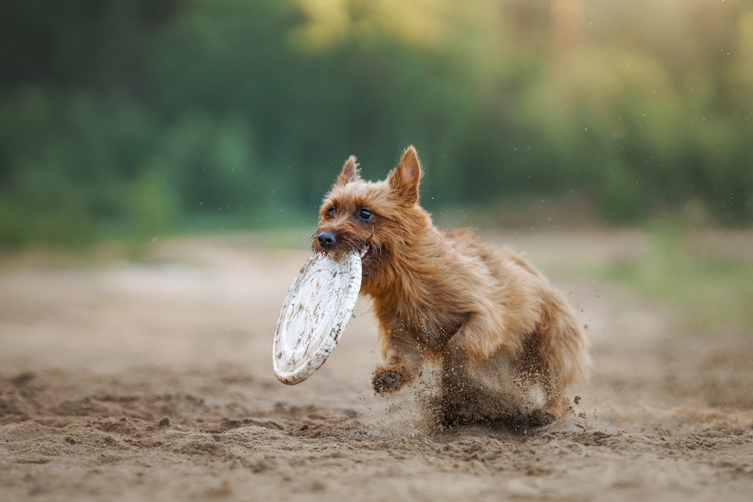 Australian Terrier chasing a toy across a grassy field