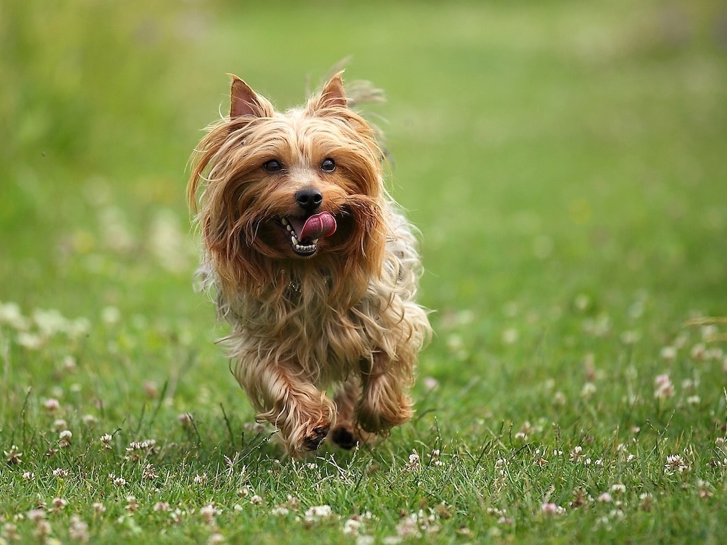 Silky Terrier running across a grassy field