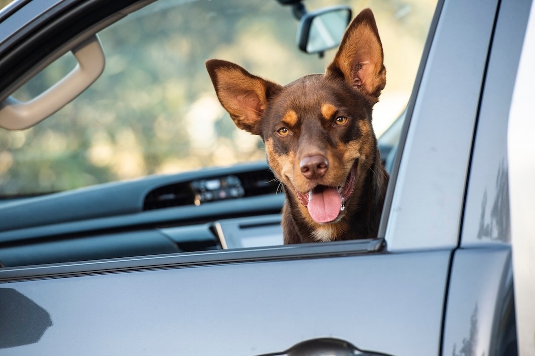 A young Kelpie, an Australian dog breed, standing beside a car on a beach
