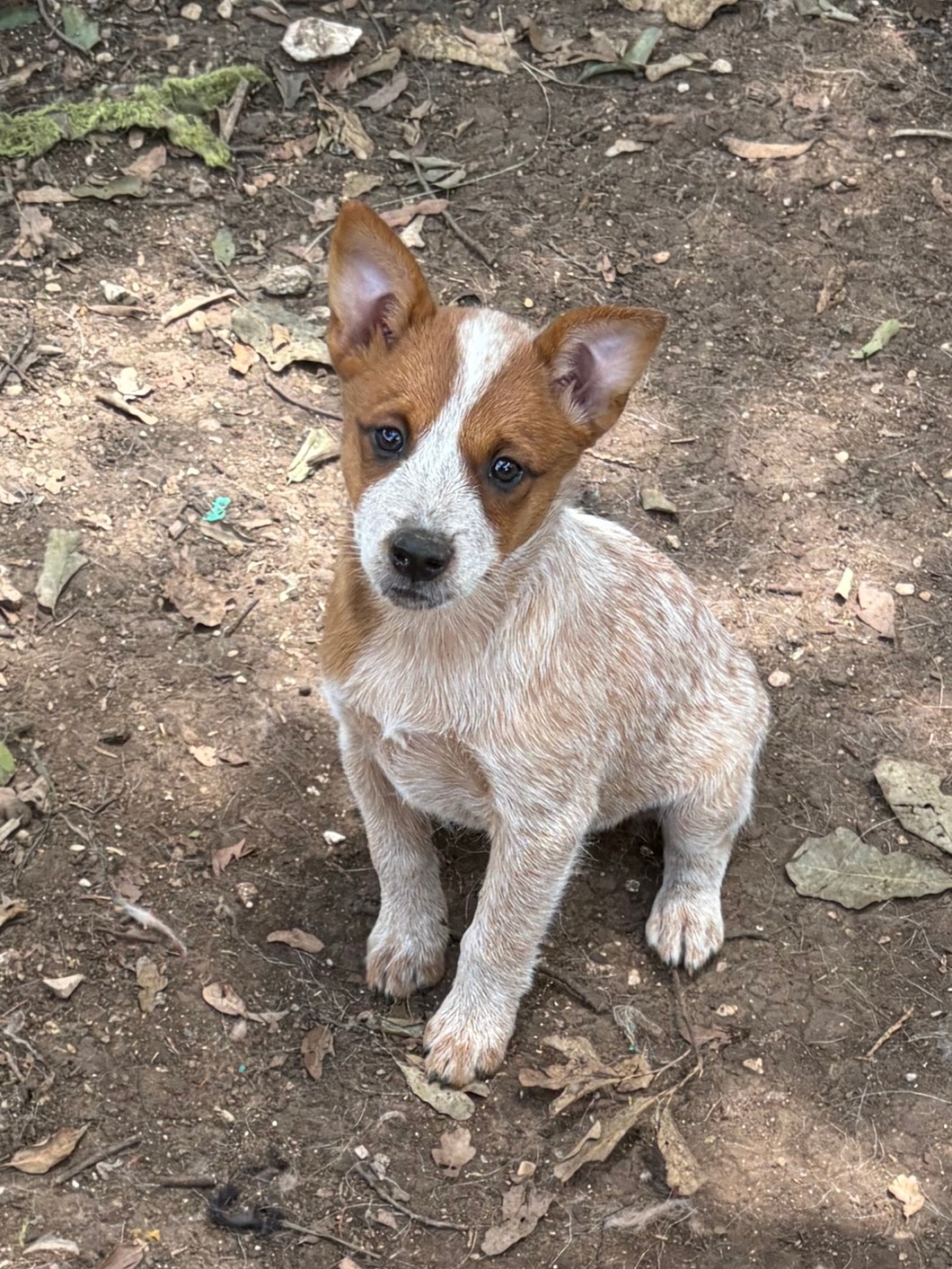 A Stumpy Tail Cattle dog, an Australian dog breed, posing for the camera outdoors