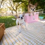 3 Mexican Dog Breeds