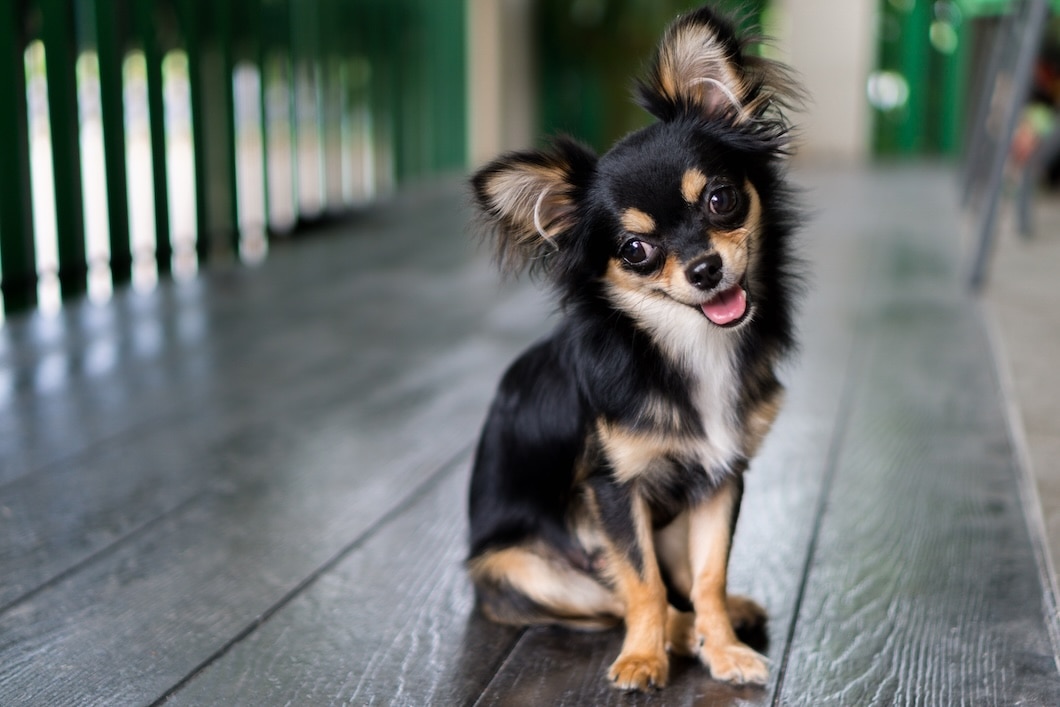 Black Chihuahua sitting and smiling