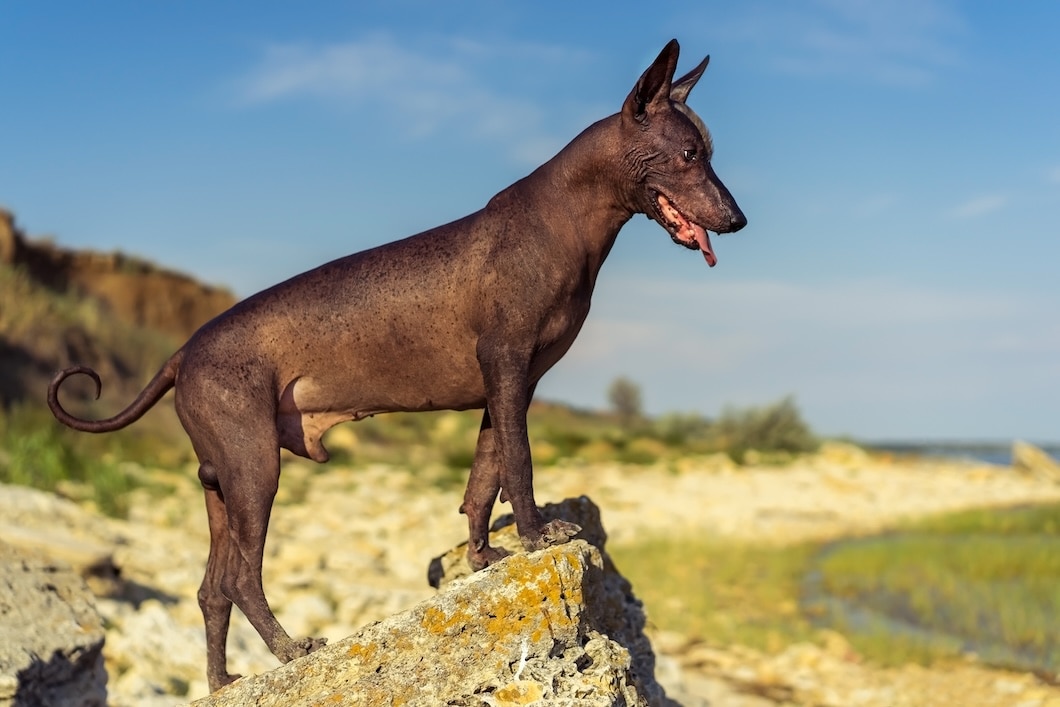 Mexican hairless Xoloitzcuintli dog standing on a large shoreline rock at sunset