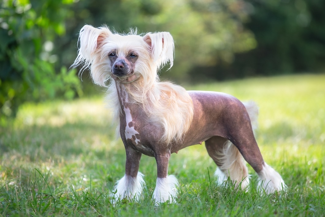 Hairless Chinese Crested dog standing outdoors in a show pose