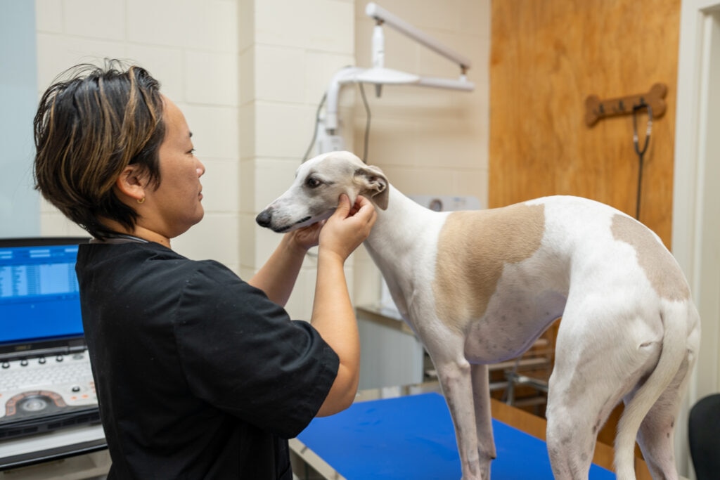 can dogs gets strep throat; a greyhound is examined at a vet.