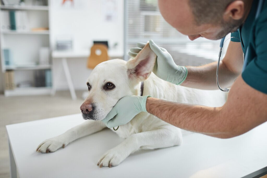 vet checking dog's ear on exam table