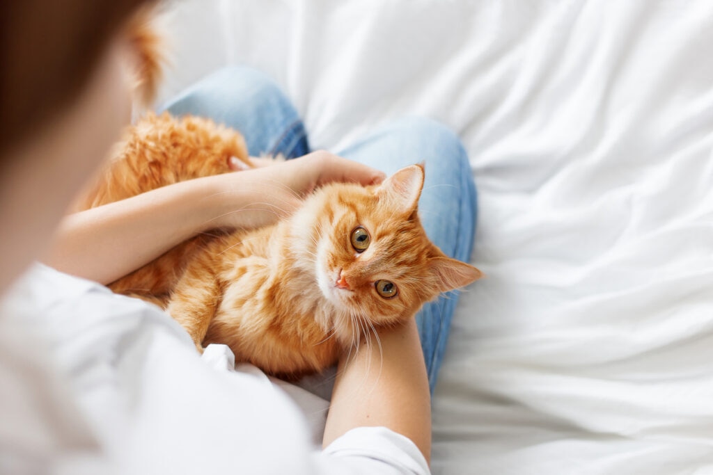 ginger-cat-lying-on-womans-lap