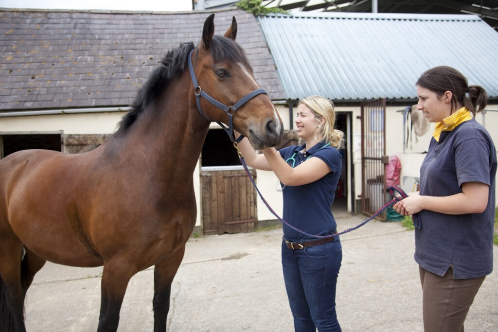 female-vet-conducting-examination-on-horse