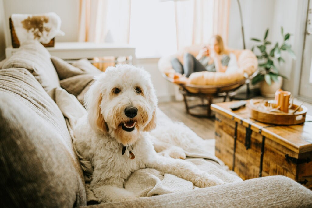 fluffy-dog-laying-on-couch