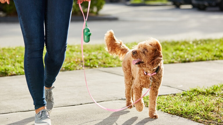 dog poop color chart: pet parent with poop bags walking their dog