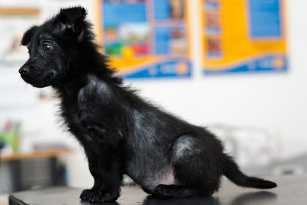 demodectic mange in dogs; a dog with demodectic mange sits in a vet’s office.